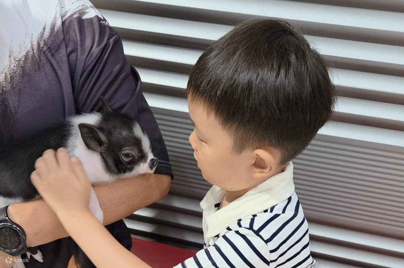 Expérience à la ferme animalière de Yeoju : nourrissez, jouez et créez des liens avec des chiens et des chats